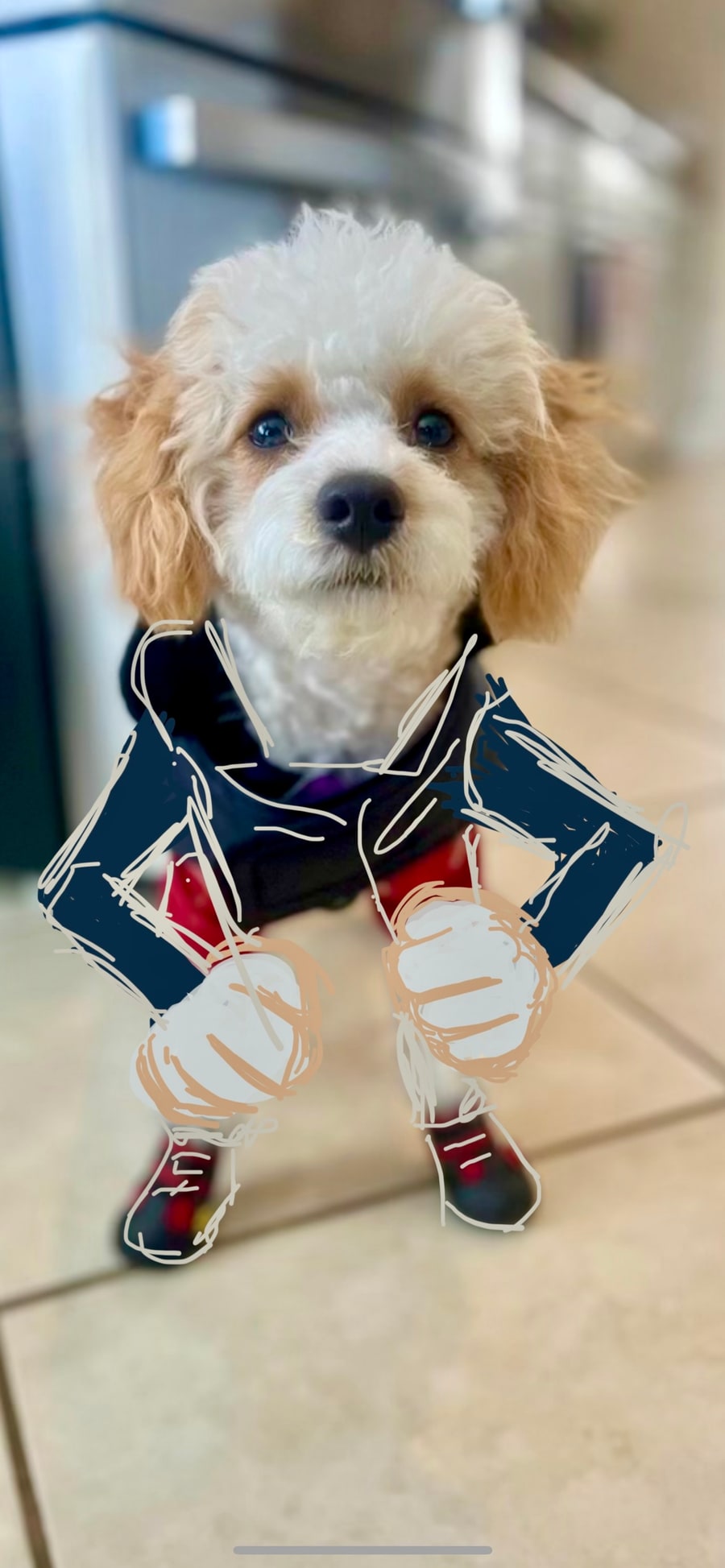 A photograph of a cream-and-tan household dog with an iPhone drawing layered over her body, adding a sailor outfit, exaggerated bent arms, oversized fists, and little boots.