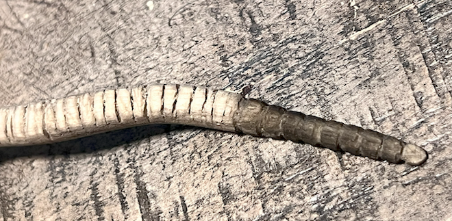 Detailed view of the hard-carved wooden rattlesnake rattle.
